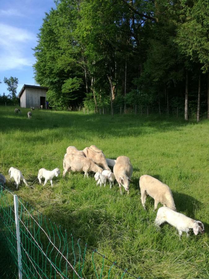 Petting Landhof Ella - Ferienhaus Vor Den Toren Salzburgs מראה חיצוני תמונה